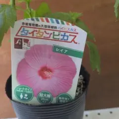 タイタンビカスピンク　ラベル付き3.5寸ポット　ポットごと発送のサムネイル