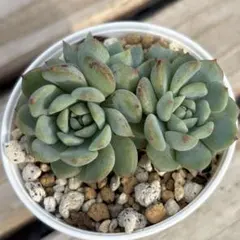 クー＆くー様 リクエスト 2点 まとめ商品