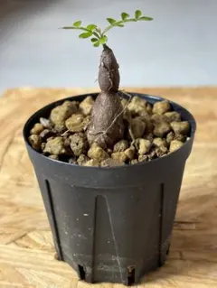 2025年最新】オペルクリカリアの人気アイテム - メルカリ