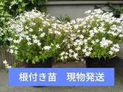 カサブランカ様 リクエスト 2点 まとめ商品