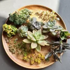 特価販売❤️❤️多肉植物　カット苗とセダム寄せ植えセット