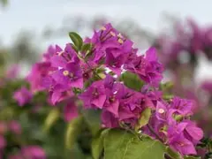 ブーゲンビリア八重咲き　No.5 らくらくメルカリ便発送‼️ 2026年最新】ブーゲンビリアの人気アイテム - メルカリ