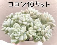 2026年最新】bee house 多肉の人気アイテム - メルカリ