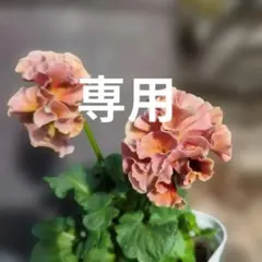 tami様専用、ロココ①.②