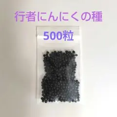 山菜、行者ニンニクの種約500粒。 山菜、行者ニンニクの種約500粒。 - メルカリ