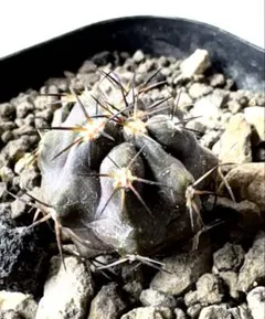 現地球 Copiapoa　コピアポア 銅羅丸　デュラ　輸入株　カキコ自根　貴重 現地球 Copiapoa コピアポア 銅羅丸 デュラ 輸入株 カキコ自根 貴重