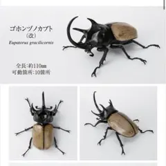 いきもの大図鑑　かぶとむし10　オンライン版　台座付き　ゴホンヅノカブト