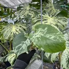 モンステラ デリシオーサ ベトシオーサ 組織培養苗 順化前 10株まとめ
