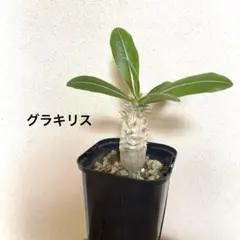 実生＊パキポディウム＊グラキリス＊2023年９月播種＊抜き苗発送＊のサムネイル