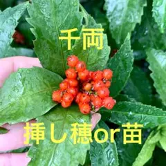 ハッピーママ様 リクエスト 3点 まとめ商品