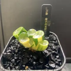 の*る様 万象　クモの巣錦　超美株　糊斑　極上班 K*7様 万象 蜘蛛の巣錦 超美株 糊斑 極上班 一点物 - メルカリ