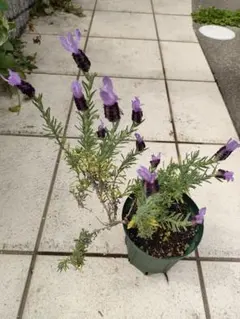 Emmy様 リクエスト 2点 まとめ商品