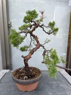 超メルカリ市オークション！真柏盆栽天神舎利捻転黒松五葉松紅葉小品