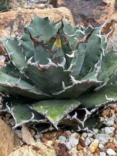 アガベ チタノタ黒鯨 大株 地植え株 ドライガーデン - メルカリ