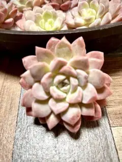 まめ様 リクエスト 2点 まとめ商品