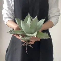 2025年最新】ライオンズメーンの人気アイテム - メルカリ