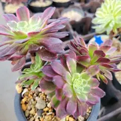 アエオニウム 銅花順錦 - メルカリ