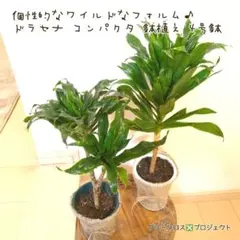 【ちぃー様専用⚠1/1迄取り置き→右側】ドラセナコンパクタ 4号鉢 大型