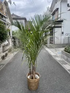 SALE 大型トックリヤシモドキ　高さ２１５センチ 引取り歓迎　久喜市　配達可のサムネイル