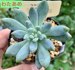 2025年最新】つぶつぶ屋の人気アイテム - メルカリ