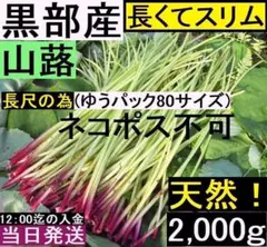 ３a【地域限定送料無料】黒部産 天然 山蕗 ふき (大中小混合) 2,000gのサムネイル