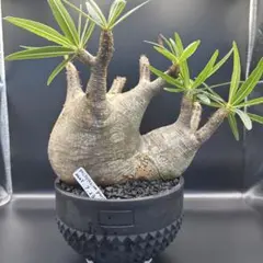 パキポディウム イノピナツム 大株 発根済み SRL - メルカリ