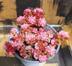 みかちゃん様 リクエスト 2点 まとめ商品　ポットごと　速達