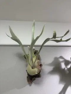 2026年最新】Akki ビカクシダの人気アイテム - メルカリ