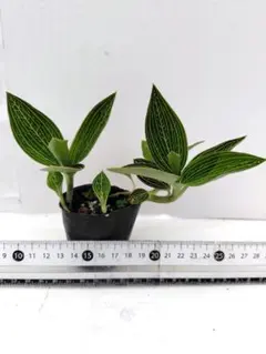 洋蘭ジュエルオーキッドルディシアトリカラー6センチポット苗のサムネイル