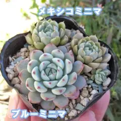 多肉植物　エケベリア　ブルーミニマ　メキシコミニマ　抜き苗セット