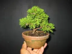 真柏小品盆栽　曲造り　樹高13cm　④のサムネイル