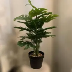 モンステラ 造花