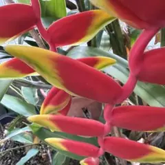 ヘリコニア　ロストラータ　抜き苗のサムネイル