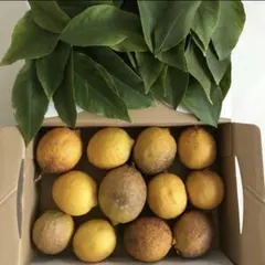 農薬不使用 国産レモン　14個　有機栽培　レモン葉30枚　化学肥料不使用