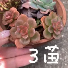 根付き♪多肉植物♪メラコ苗3株♪挿し木苗