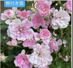 ミニつるバラ苗 真珠貝 ばら苗 ピンクのミニバラ 小ぶりの苗 - メルカリ