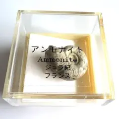 アンモナイト 化石 フランス産 ジュラ紀　USJのサムネイル