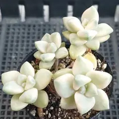 多肉植物 エレン錦(季節斑タイプ) カット苗 - メルカリ