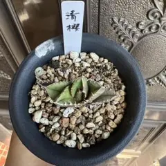 2026年最新】清櫻の人気アイテム - メルカリ