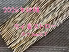2026年収穫 ライ麦ストロー 太さ2mm以下 ヒンメリ 藁細工用