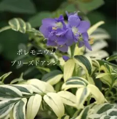 ポレモニウム《ブリーズドアンジェ》 ラベルつきのサムネイル