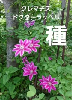 2026年最新】紫色クレマチスの人気アイテム - メルカリ