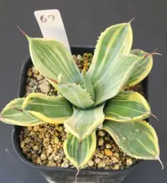 2025年最新】アガベ トランカータ パリーの人気アイテム - メルカリ