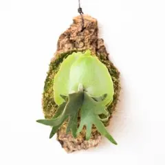 K26.様 リクエスト 2点 まとめ商品