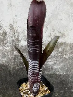 2025年最新】BILLBERGIA ビルベルギアの人気アイテム - メルカリ