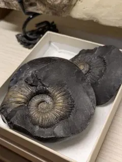 2026年最新】ネパール アンモナイトの人気アイテム - メルカリ