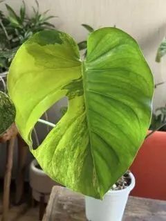 【週末】クジャクヤシ 斑入り / カリオタ ミティス 希少 レア 大株 クジャクヤシ斑入り Caryota mitis variegated 5号 - メルカリ