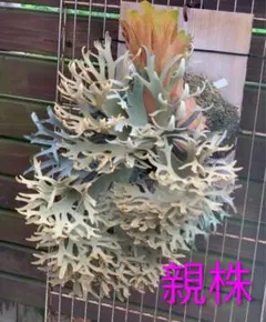 ビカクシダ　OMG 子株　【早い者勝ち】 早い者勝ち！OMG｜前葉体・胞子体｜ - メルカリ