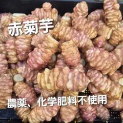 赤菊芋　3キロ　農薬、化学肥料不使用