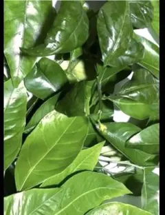 가지가 달린 귤의 건강한 어린 잎!당일 배송!오히사마 산산 (^^) 제비나비 먹이